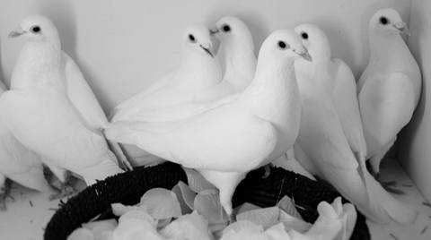 "Released as Doves"